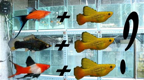 swordtail fish|Platy/swordtail Crosses .